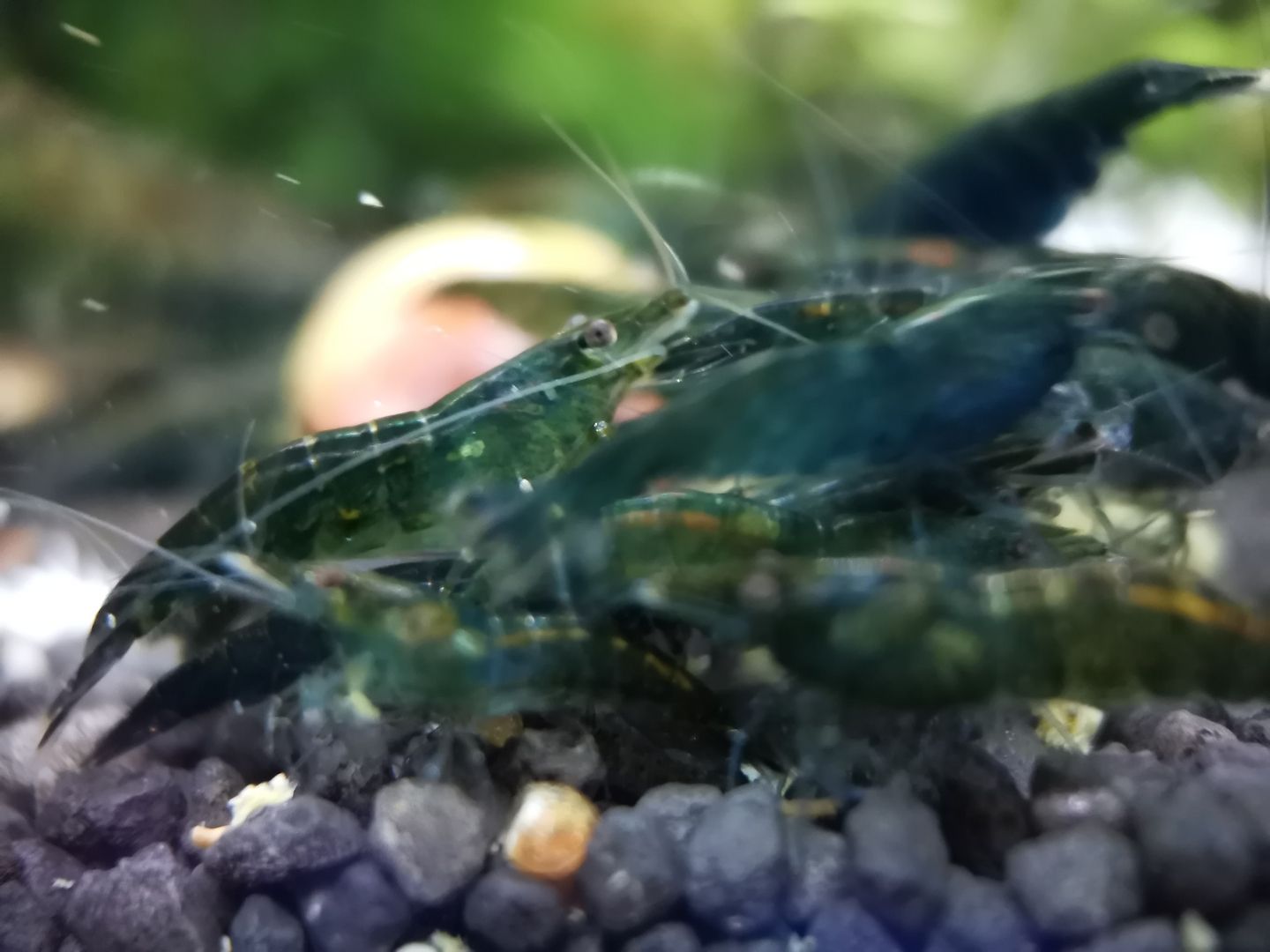 Dark Green Jade Garnelen (Neocaridina davidi) grün
