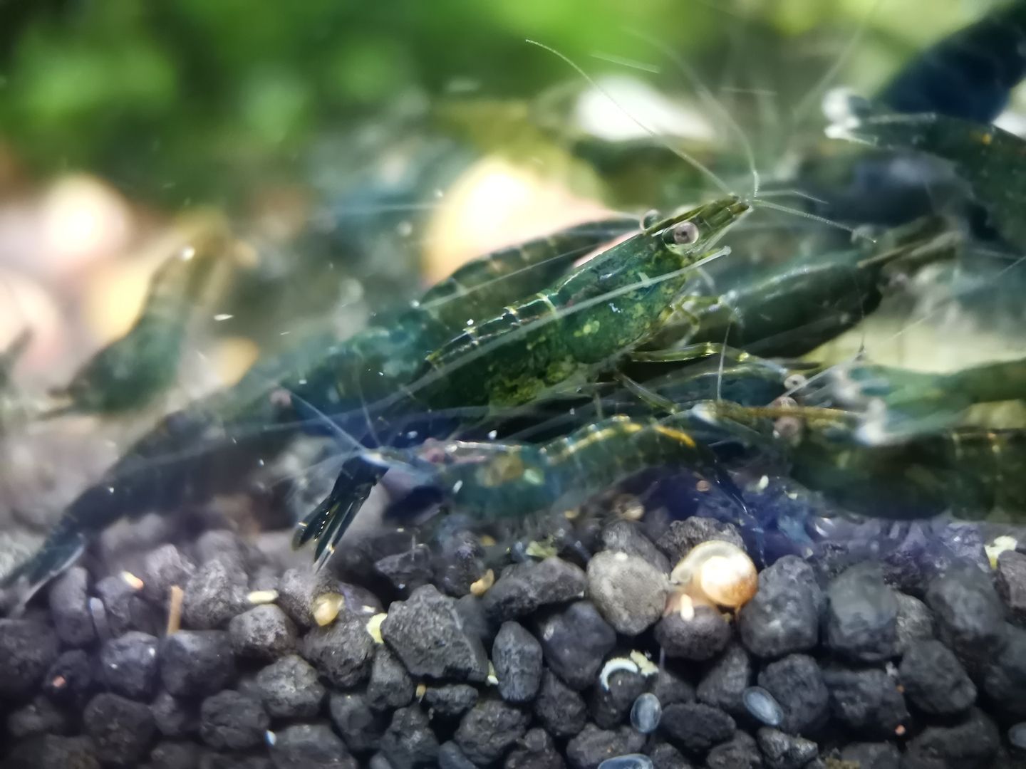 Dark Green Jade Garnelen (Neocaridina davidi) grün