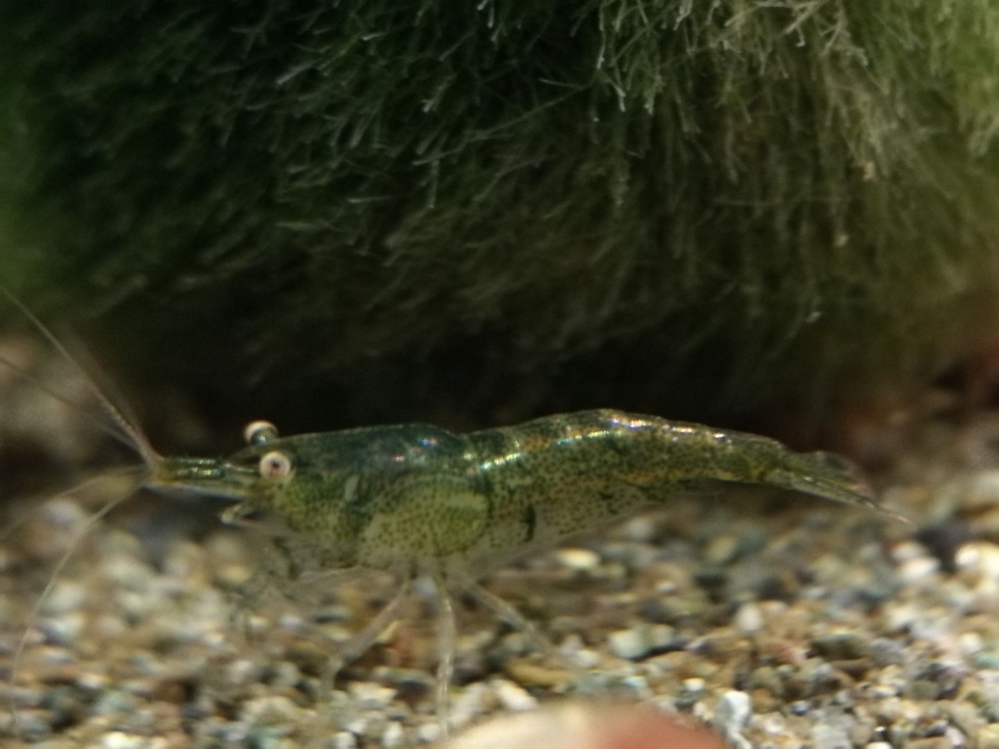 Dark Green Jade Garnelen (Neocaridina davidi) grün