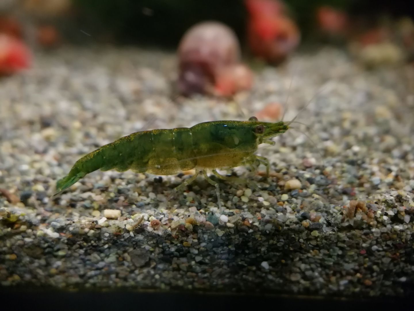 Dark Green Jade Garnelen (Neocaridina davidi) grün
