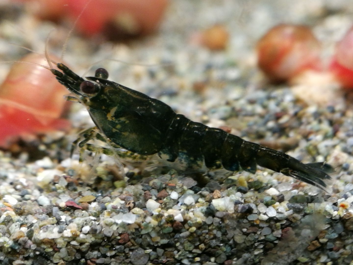 Dark Green Jade Garnelen (Neocaridina davidi) grün
