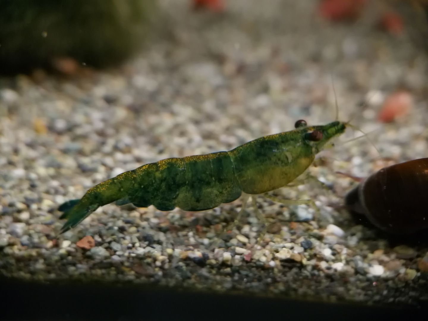 Dark Green Jade Garnelen (Neocaridina davidi) grün