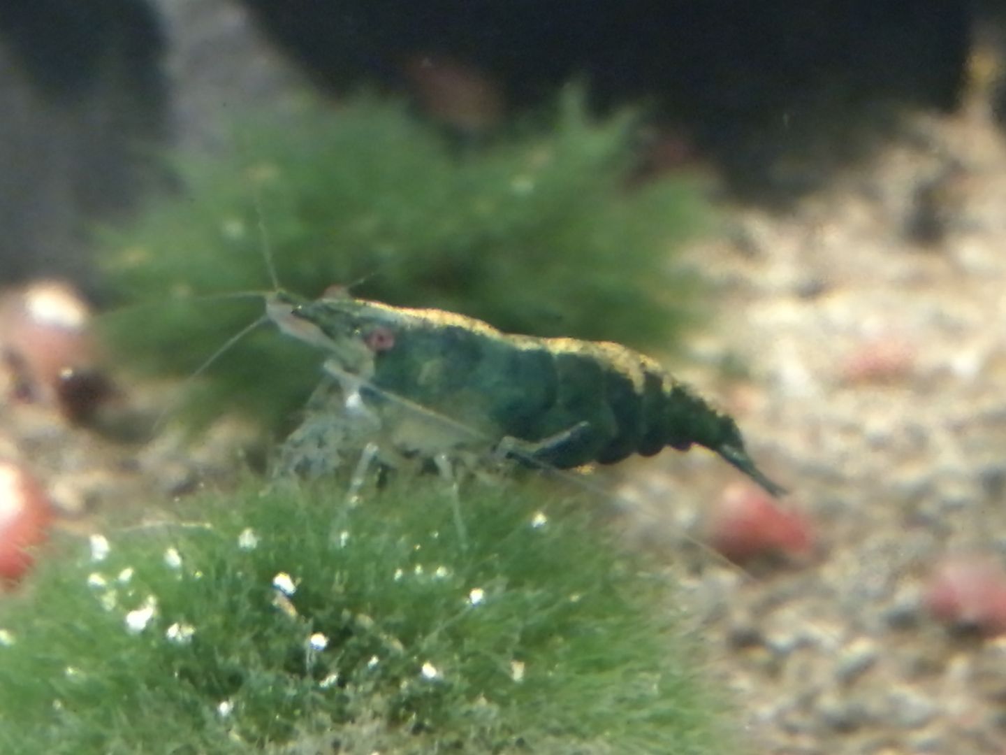 Dark Green Jade Garnelen (Neocaridina davidi) grün