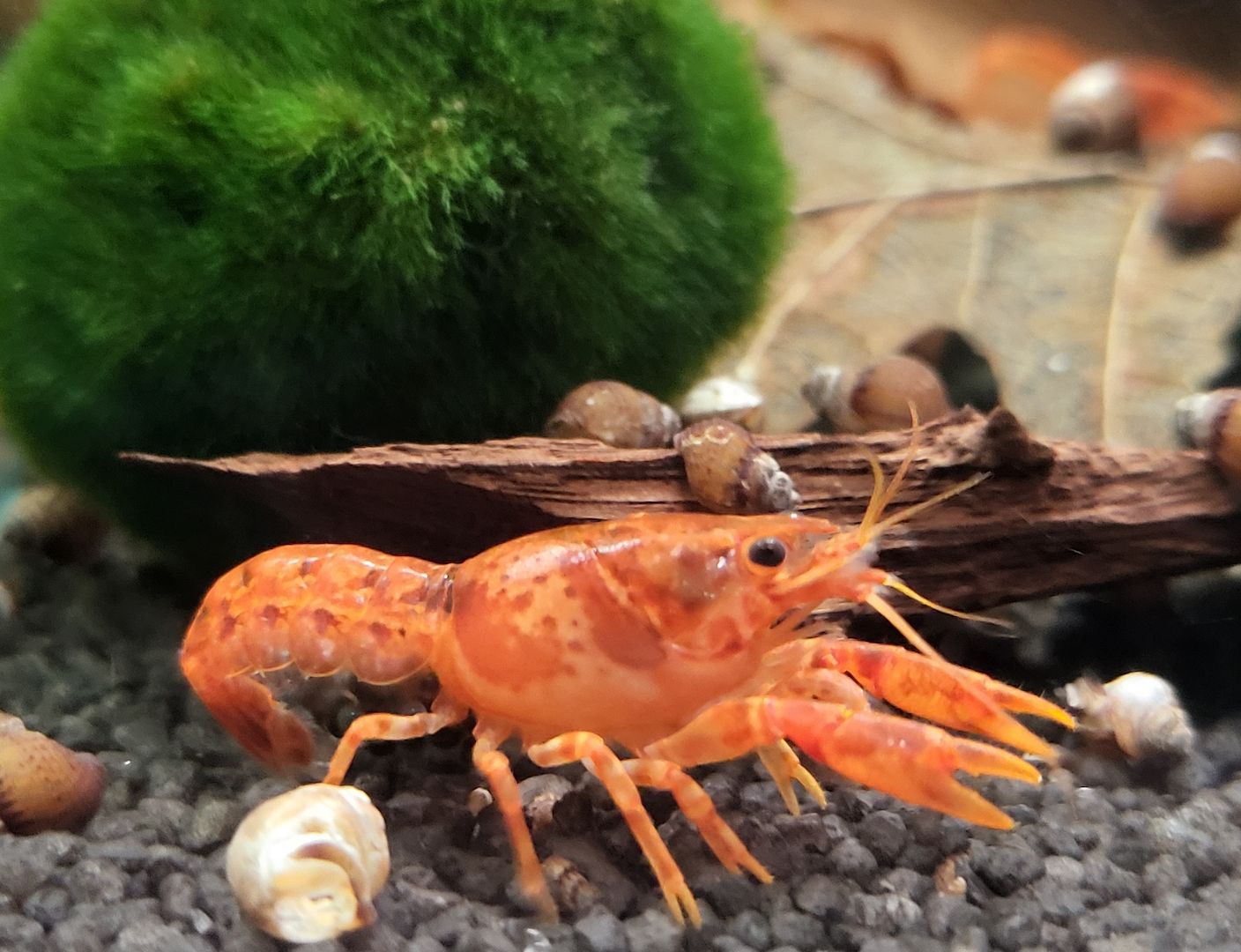 CPO Zwergkrebs Cambarellus patzcuarensis orange Zwergflusskrebs