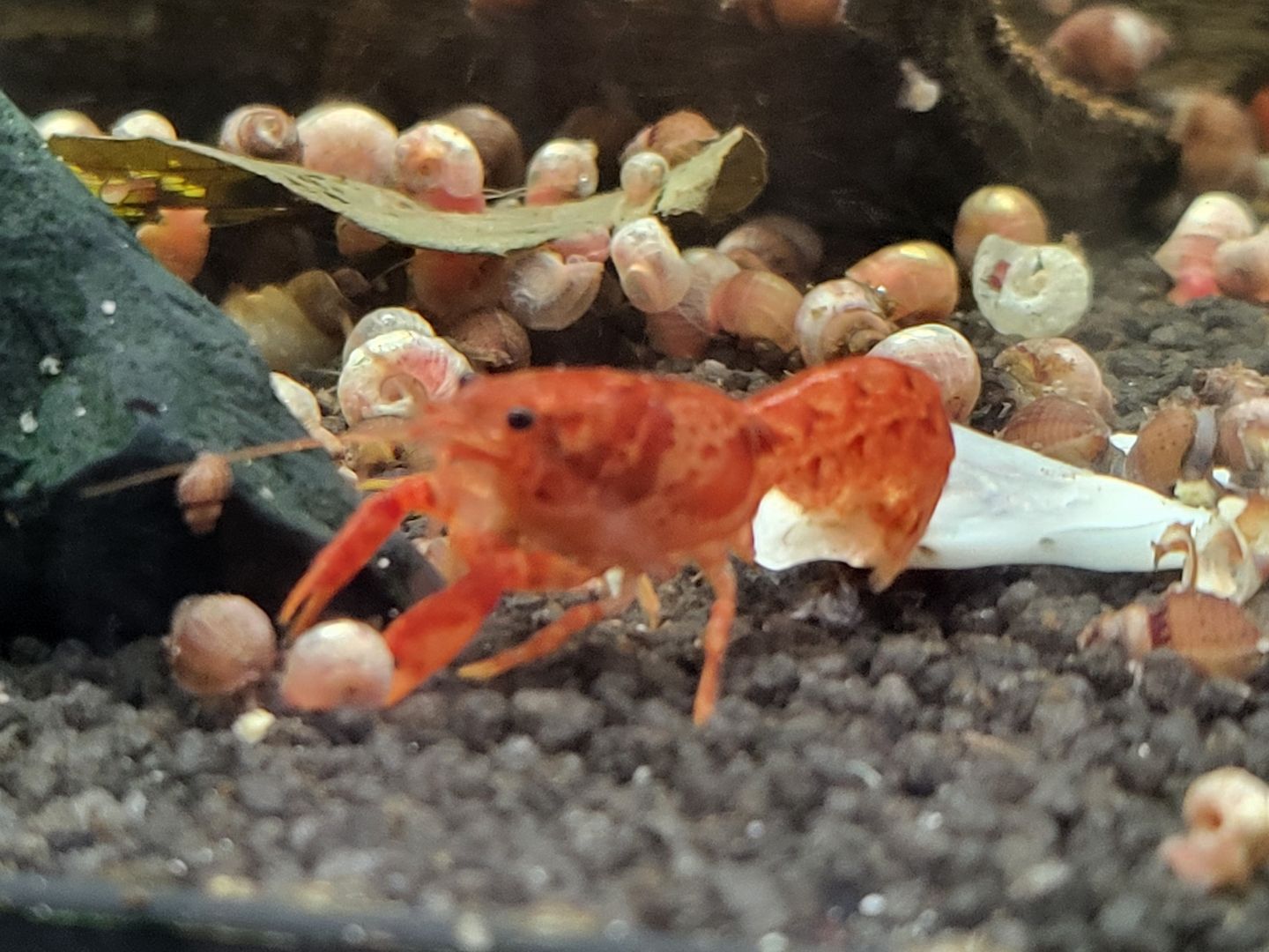 CPO Zwergkrebs Cambarellus patzcuarensis orange Zwergflusskrebs