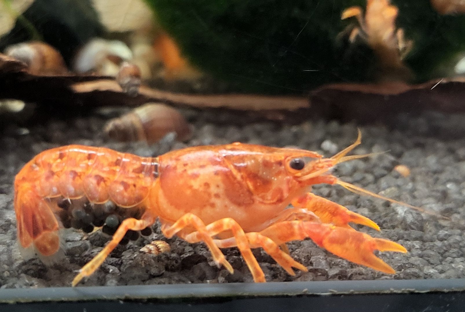 CPO Zwergkrebs Cambarellus patzcuarensis orange Zwergflusskrebs
