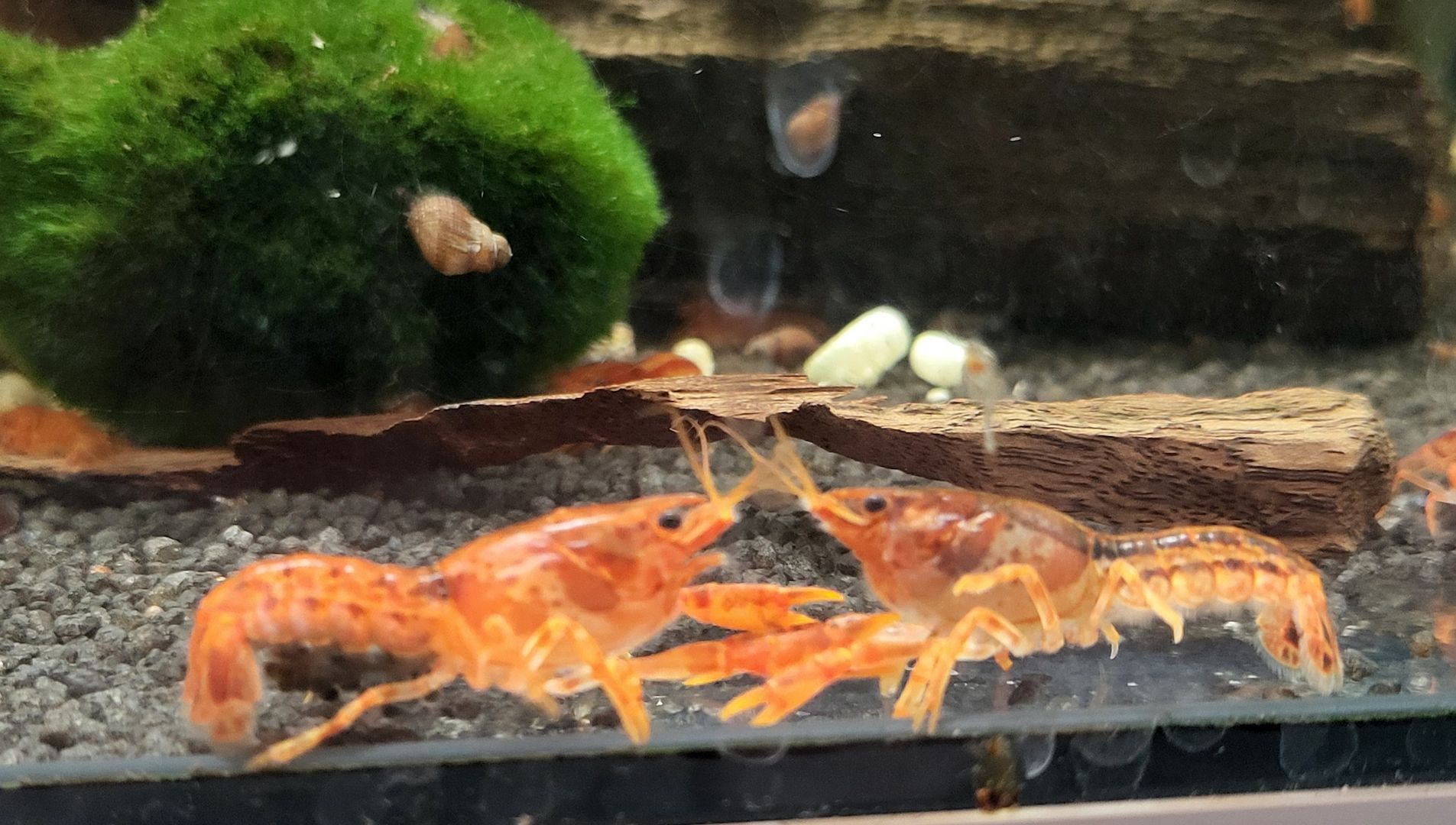 CPO Zwergkrebs Cambarellus patzcuarensis orange Zwergflusskrebs