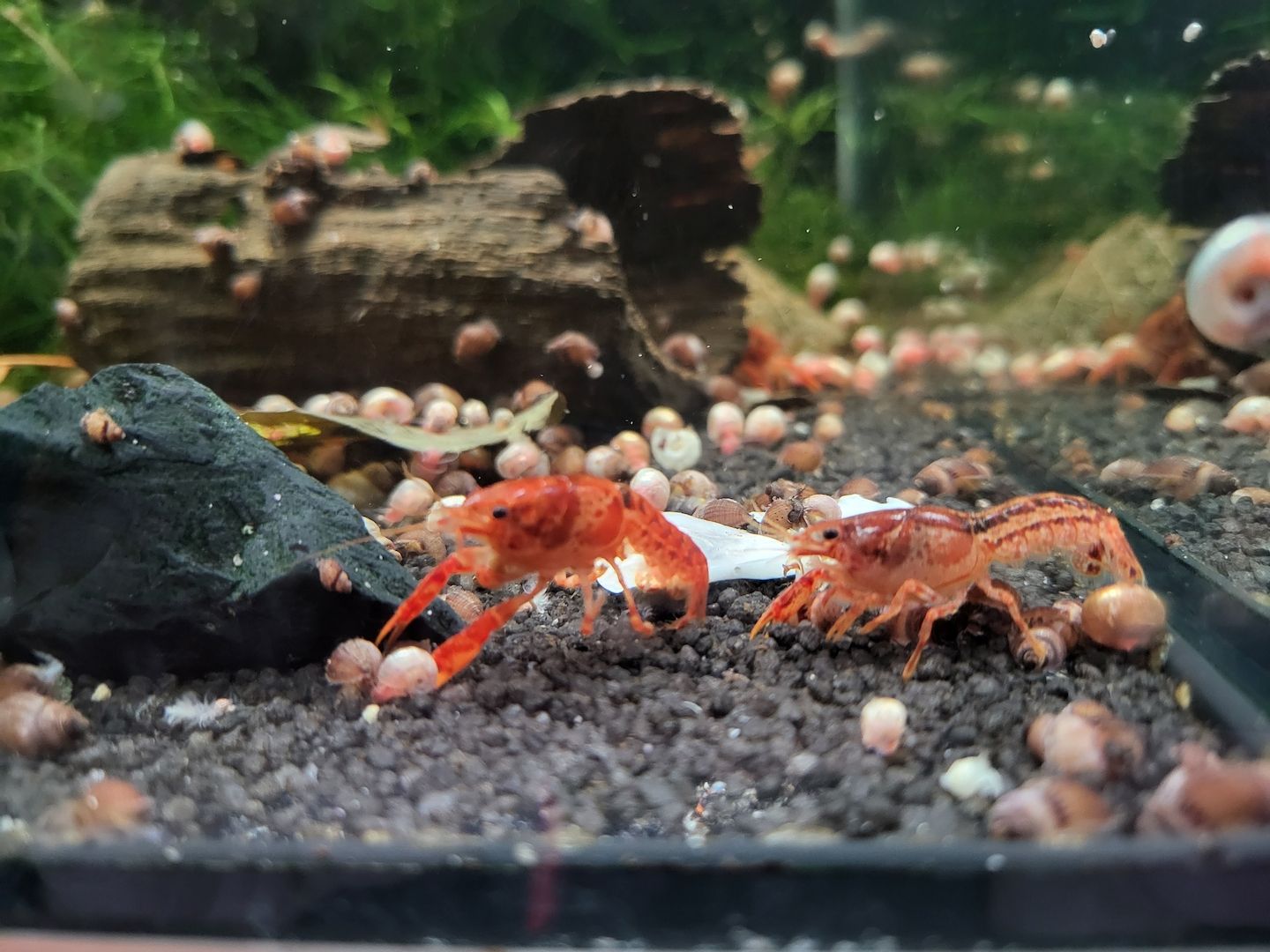 CPO Zwergkrebs Cambarellus patzcuarensis orange Zwergflusskrebs