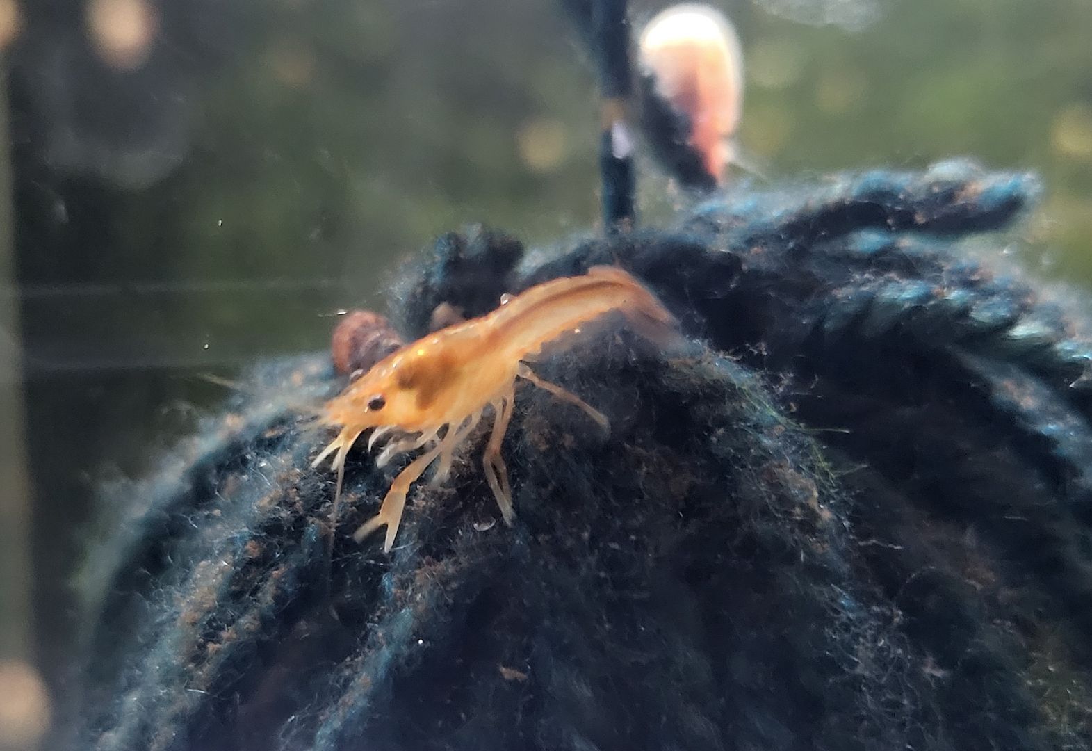 CPO Zwergkrebs Cambarellus patzcuarensis orange Zwergflusskrebs