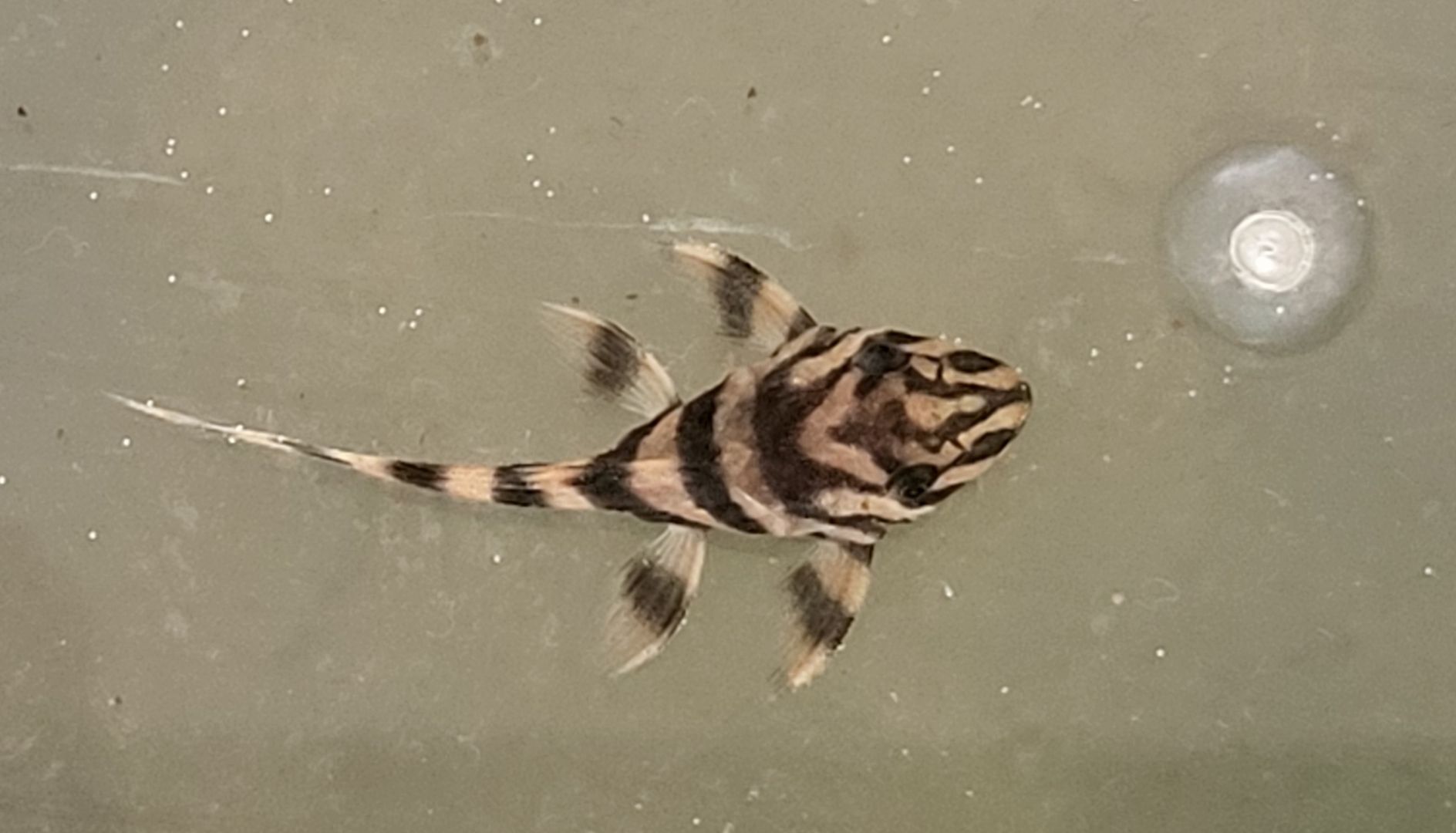 wunderschöne L 398 Welse, Altamira Holzfresser, Panaqolus tankei