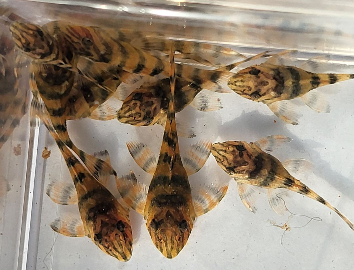 wunderschöne L 398 Welse, Altamira Holzfresser, Panaqolus tankei