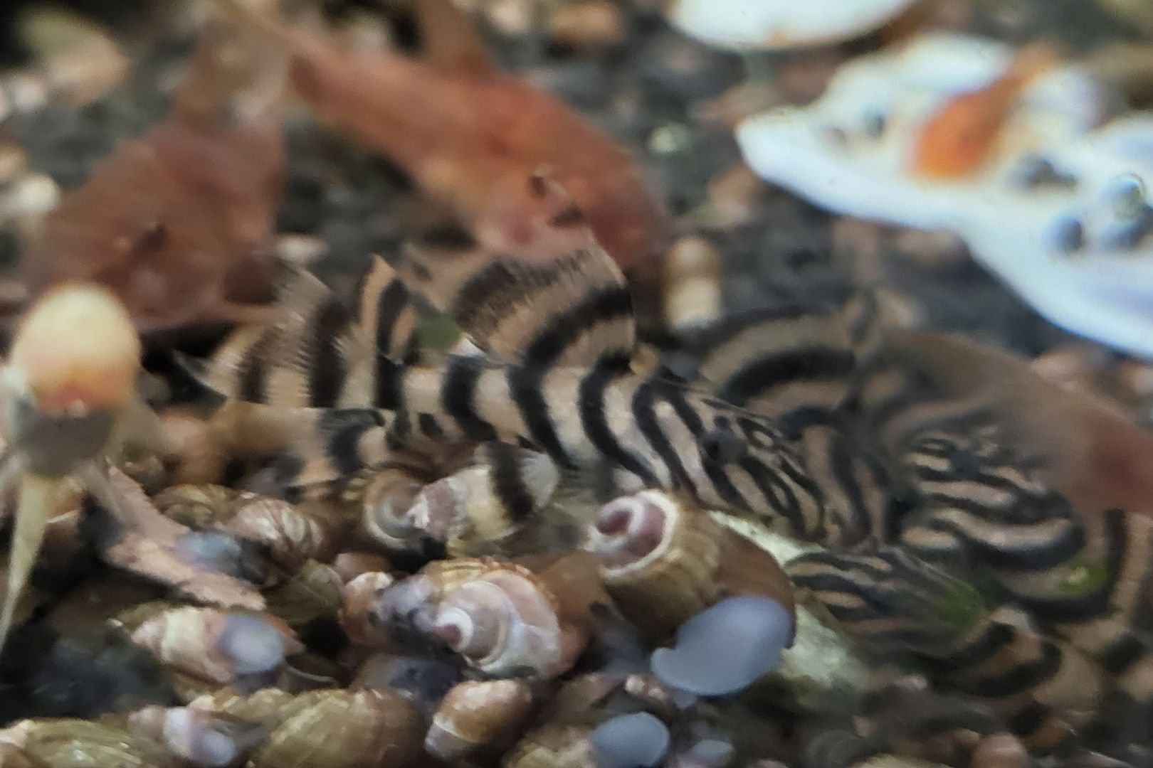 wunderschöne L 398 Welse, Altamira Holzfresser, Panaqolus tankei