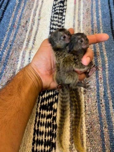 Süße, liebe Marmoset-Äffchen