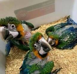 Gesunde Papageien und befruchtete Papageieneier zu verkaufen.