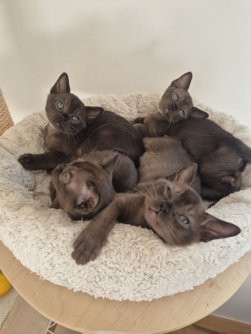 Burma kitten