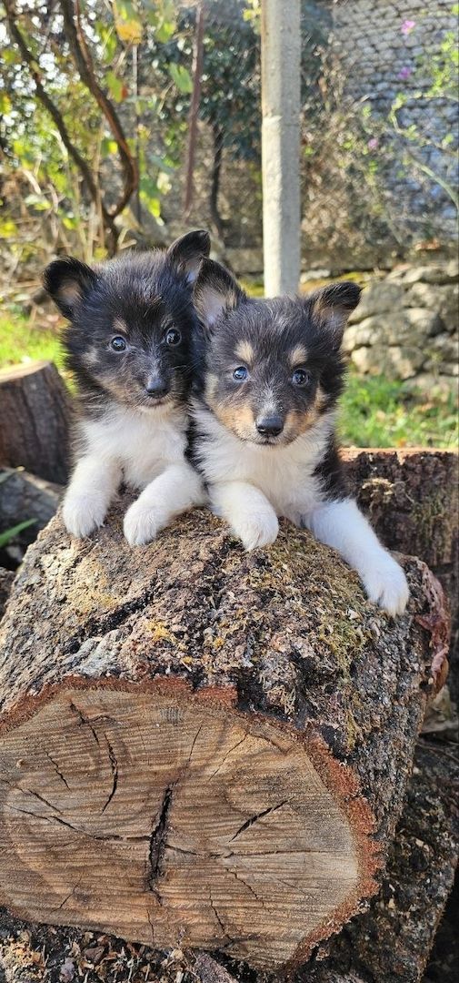 Sheltie-Welpen, Mädchen und ein Junge