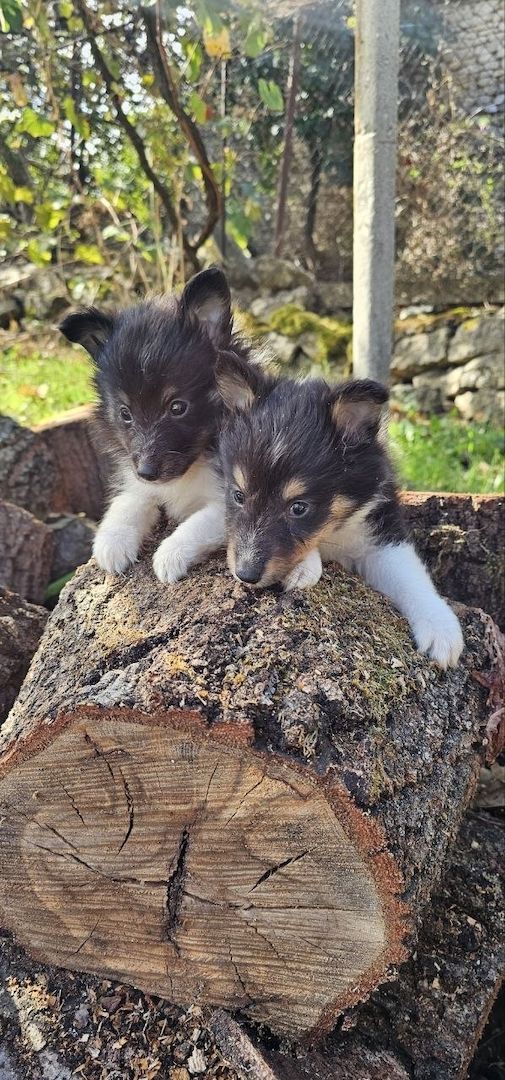 Sheltie-Welpen, Mädchen und ein Junge