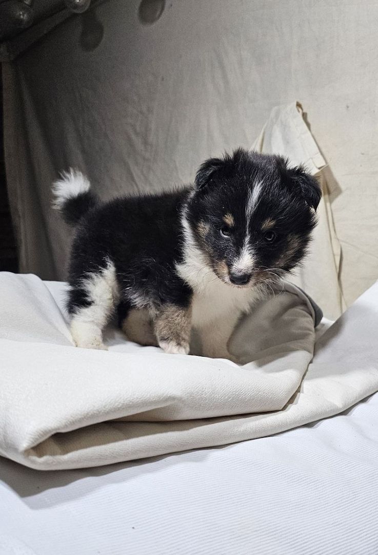 Sheltie-Welpen, Mädchen und ein Junge