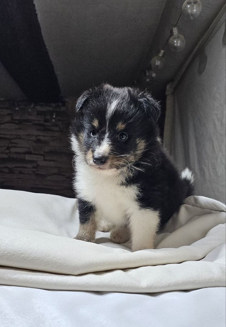 Sheltie-Welpen, Mädchen und ein Junge
