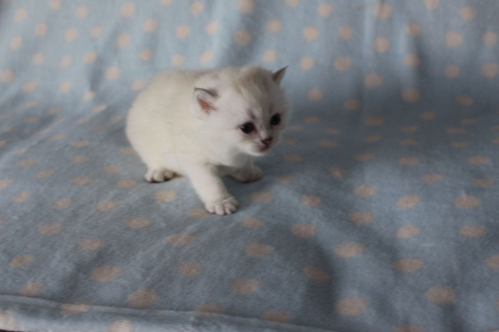 Reinrassige BKH Kitten