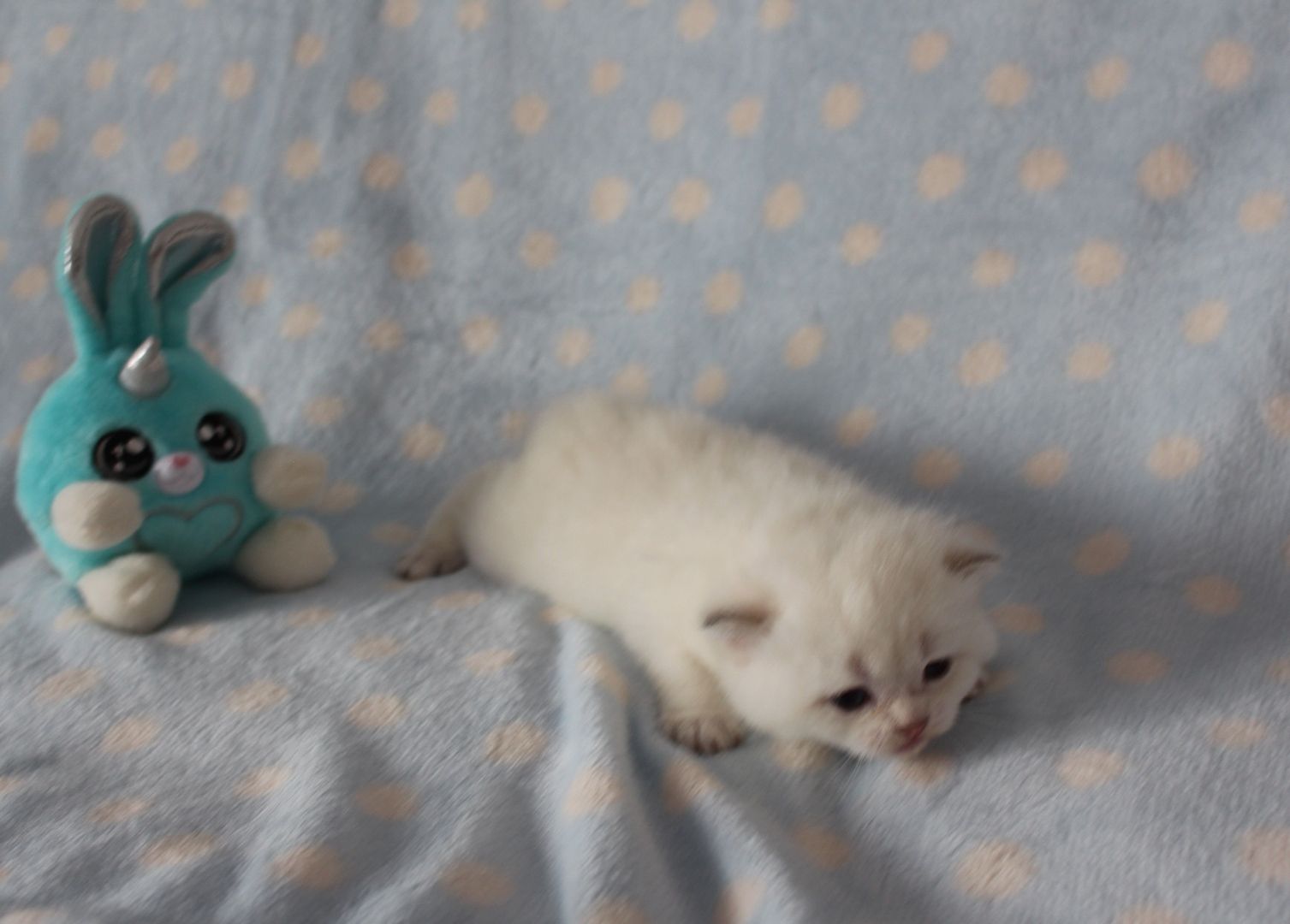 Reinrassige BKH Kitten