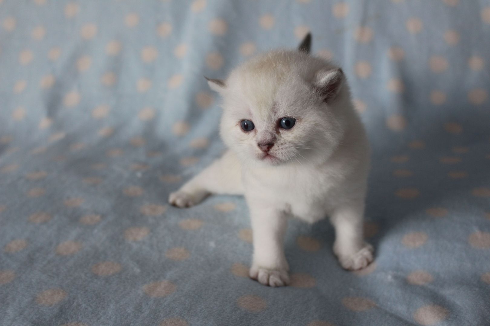 Reinrassige BKH Kitten