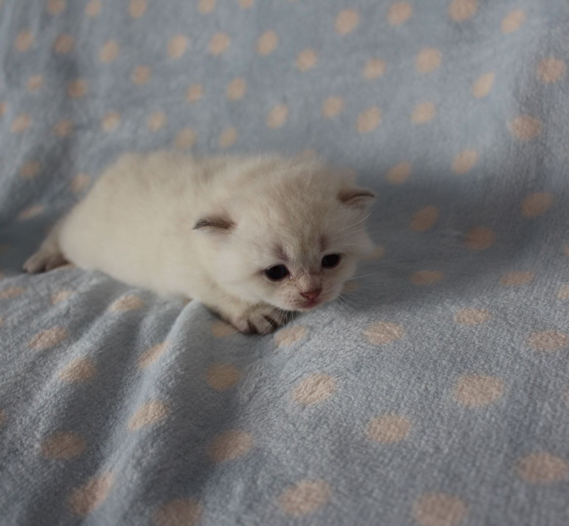 Reinrassige BKH Kitten