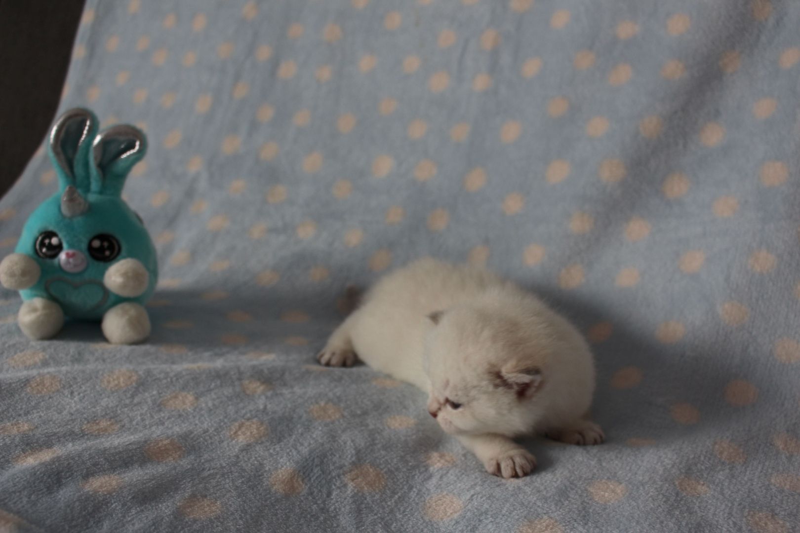 Reinrassige BKH Kitten