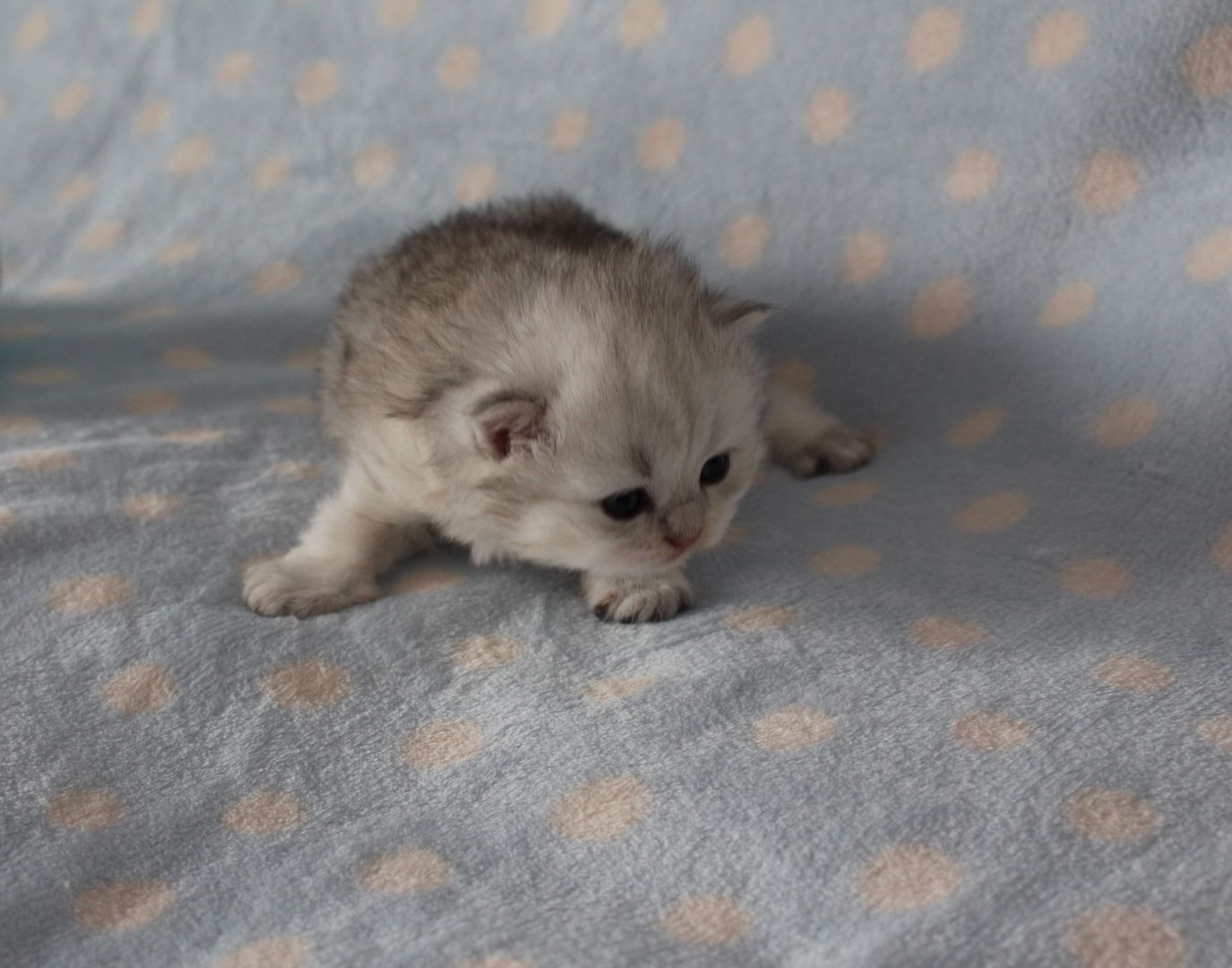 Reinrassige BKH Kitten