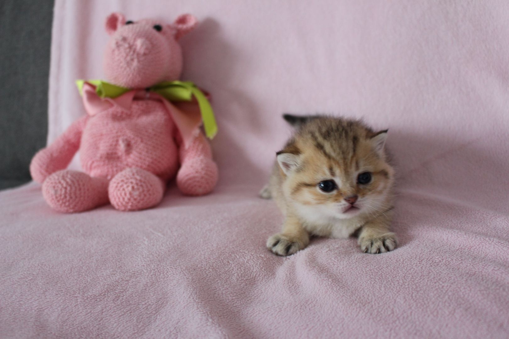 Reinrassige BKH Kitten