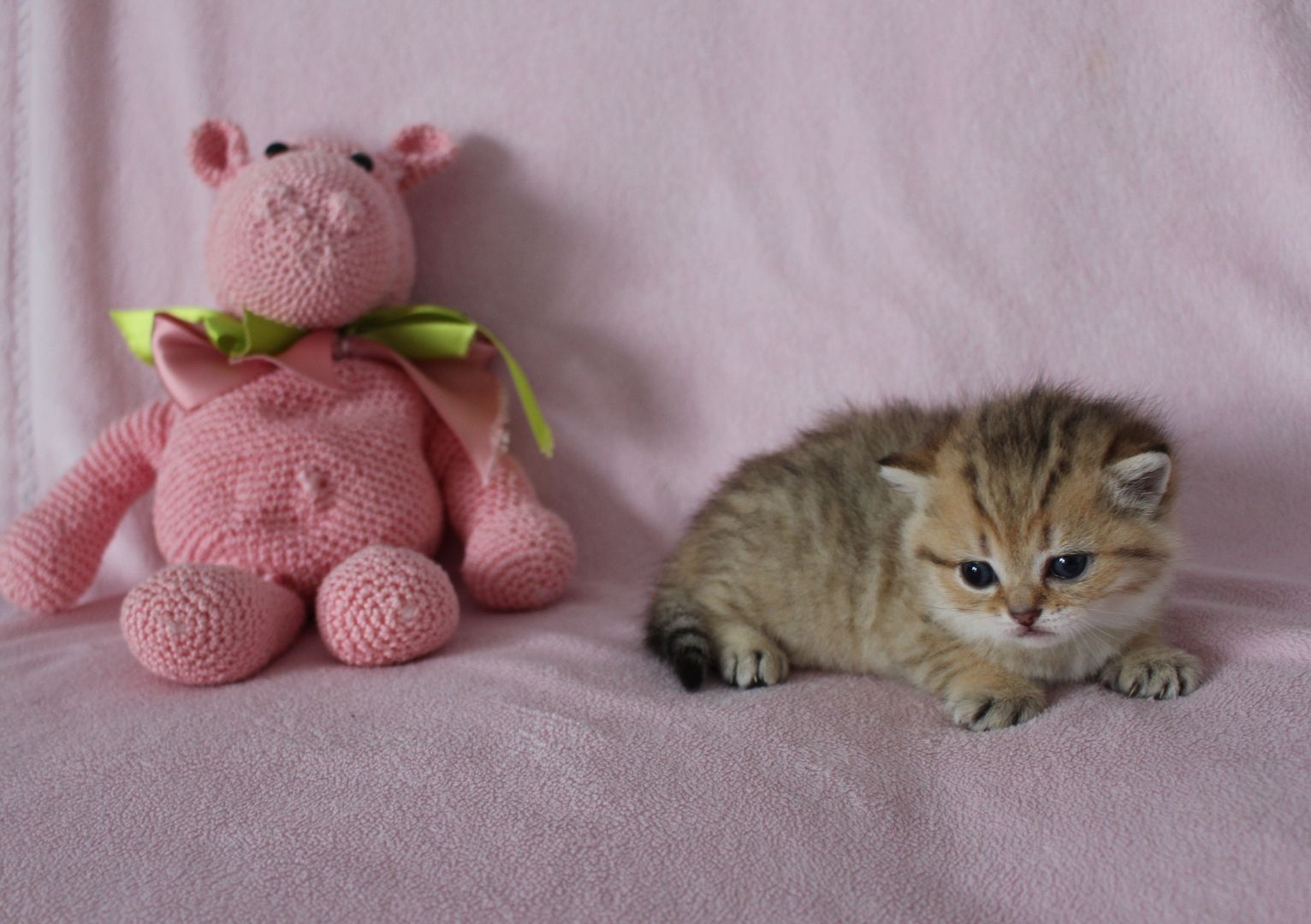 Reinrassige BKH Kitten