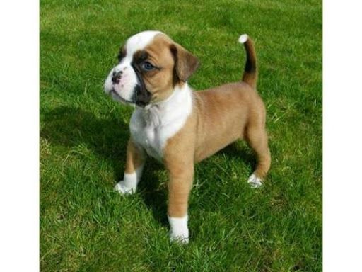 Boxer-Welpen. WhatsApp: +44 7469 456352