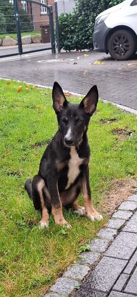 Welpe Melaina (Schon auf Pflegestelle in Deutschland :)