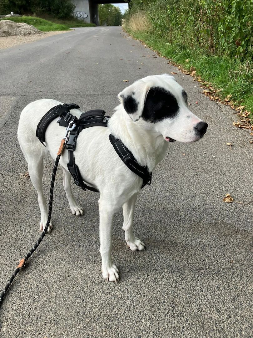 Beverly (Schon auf Pflegestelle in Deutschland :)