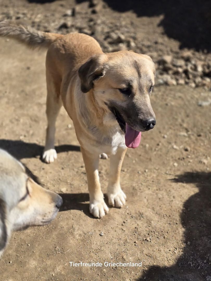 Momo (Auch Pflegestelle gesucht)