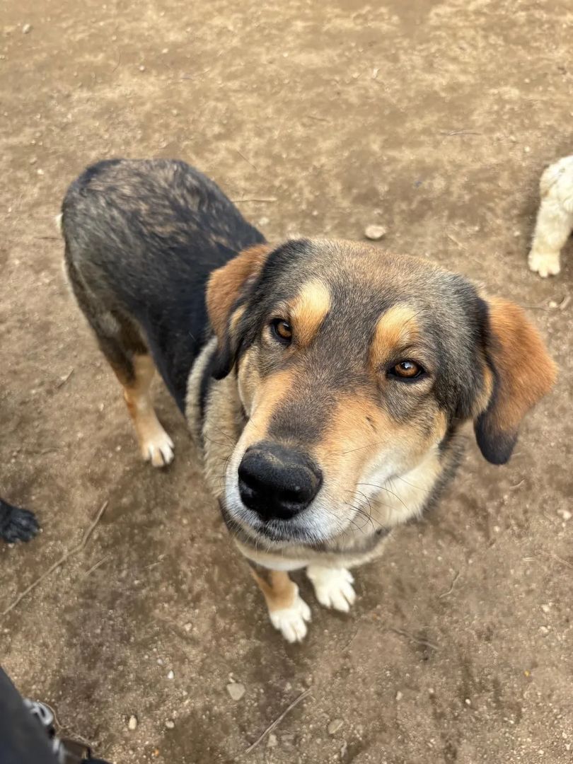 Lucky (Auch Pflegestelle gesucht)