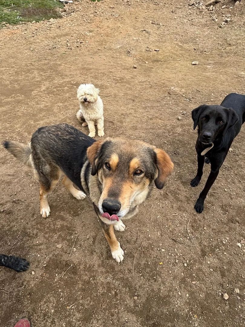Lucky (Auch Pflegestelle gesucht)