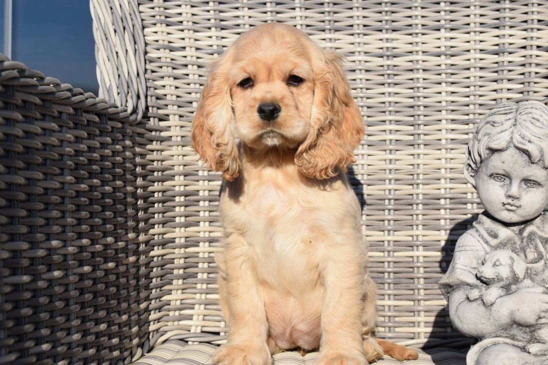 Cocker Spaniel Welpen