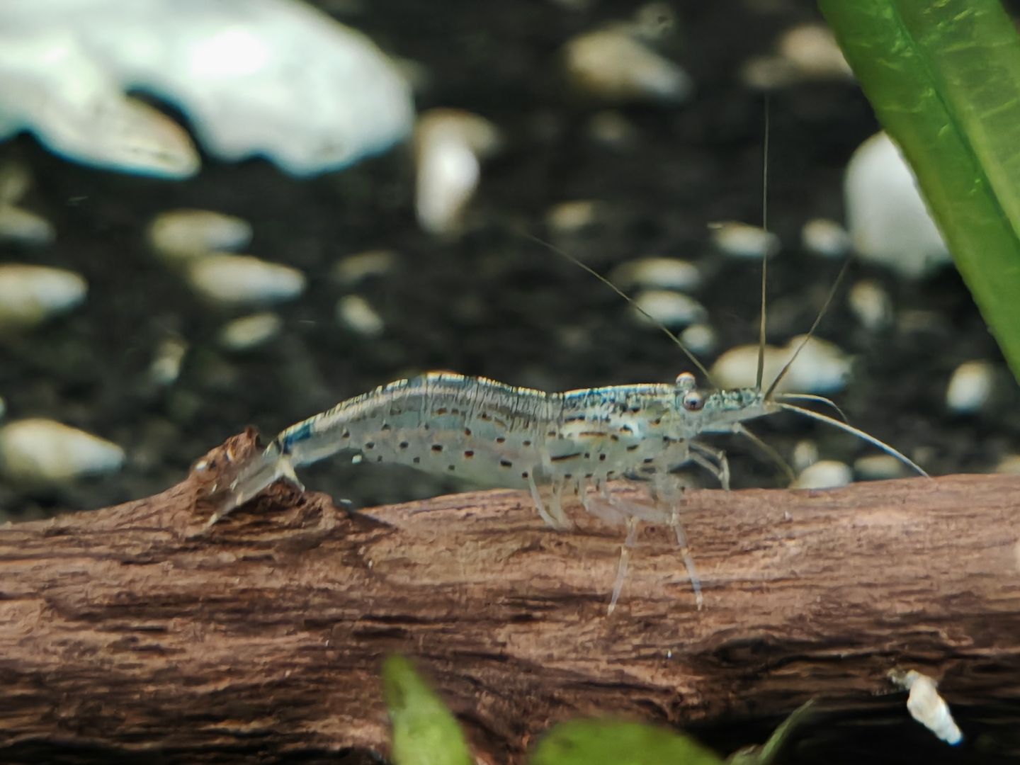 Amano Garnelen (Caridina multidentata) Amanogarnele