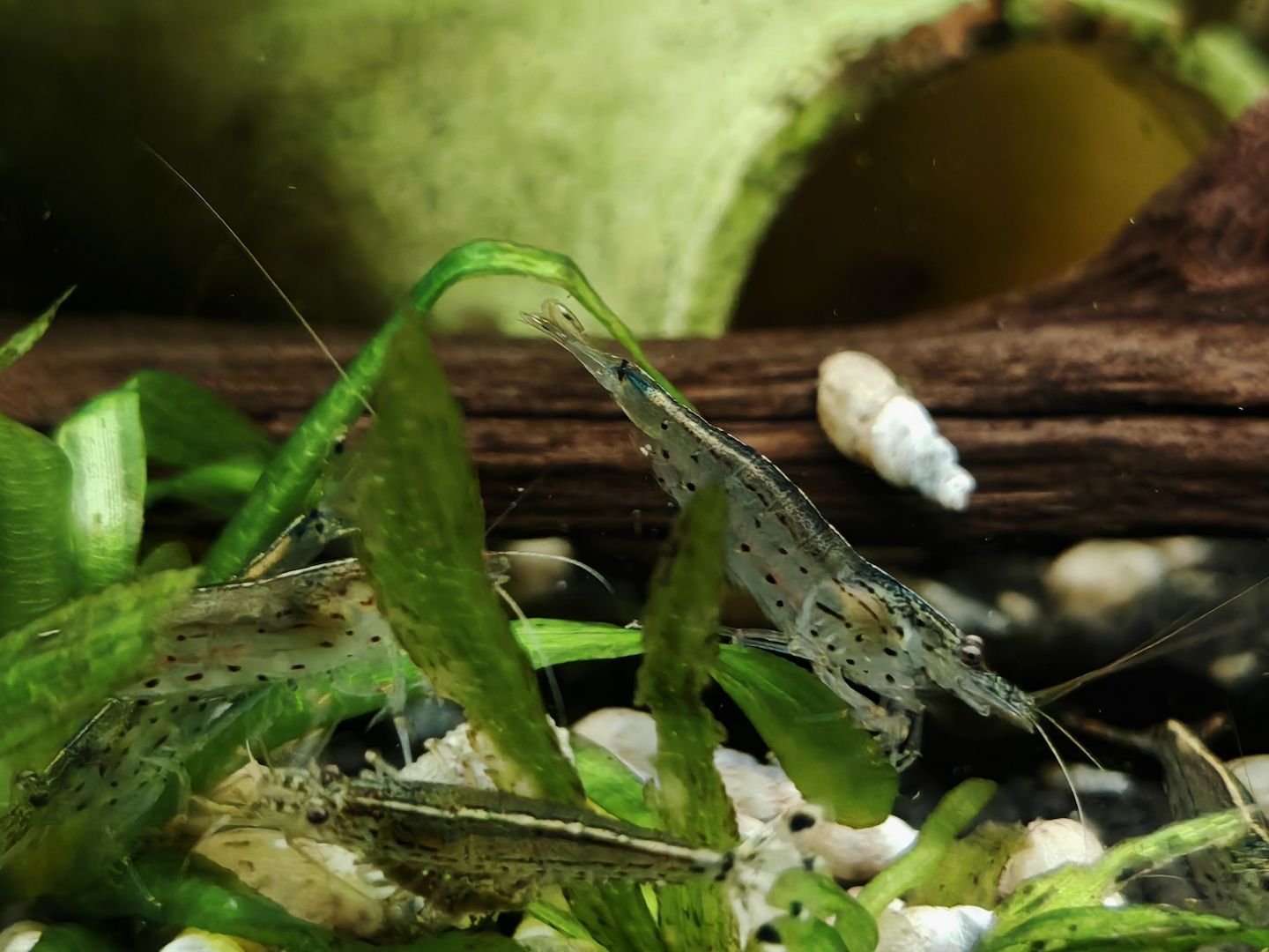 Amano Garnelen (Caridina multidentata) Amanogarnele