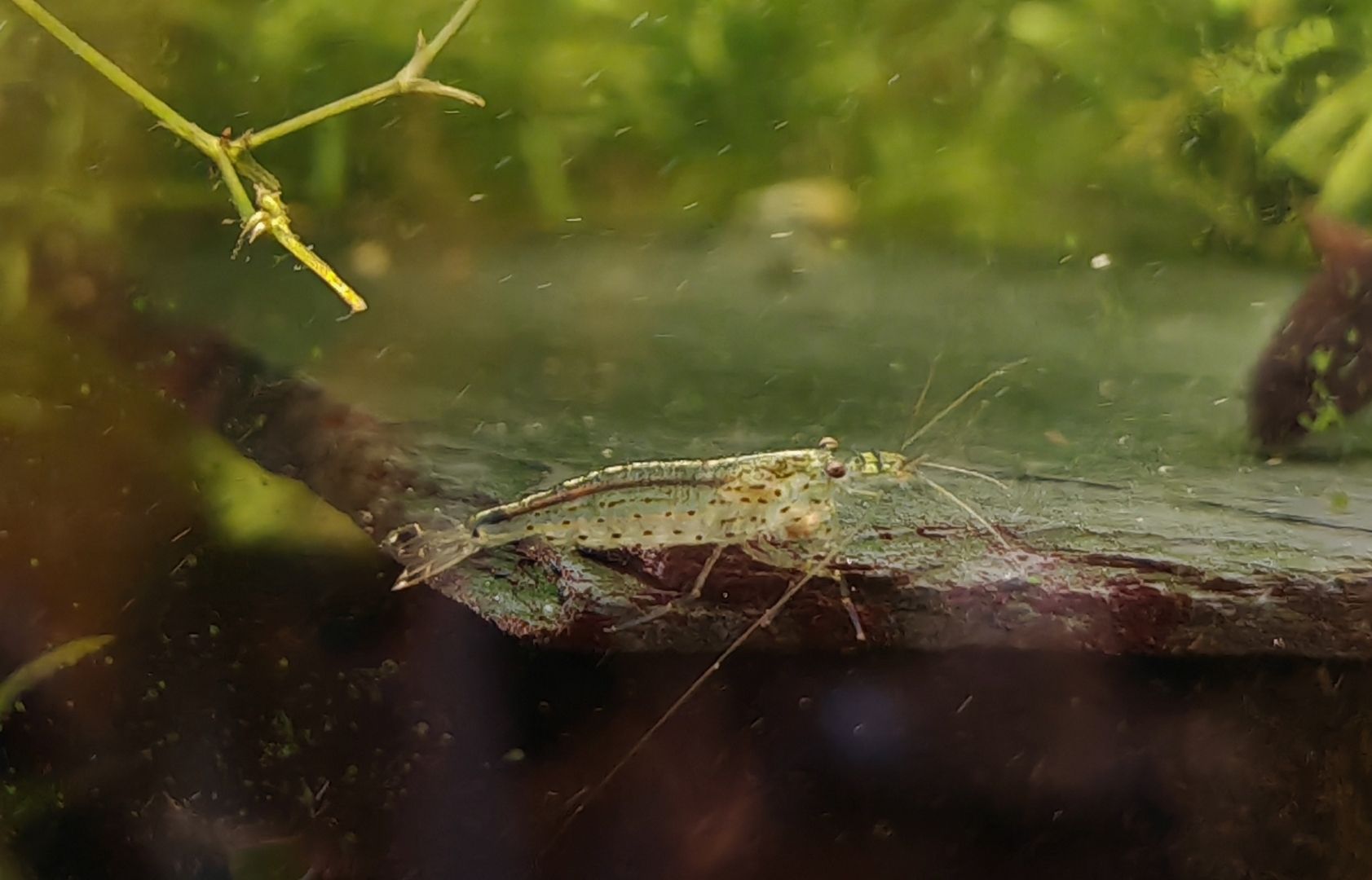 Amano Garnelen (Caridina multidentata) Amanogarnele