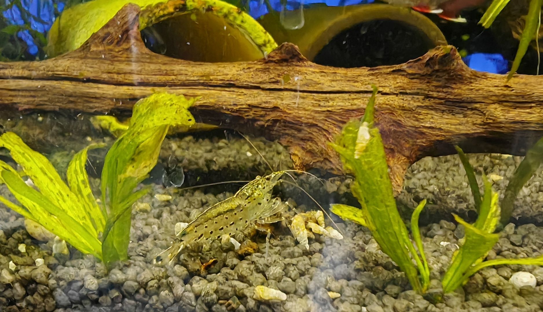Amano Garnelen (Caridina multidentata) Amanogarnele