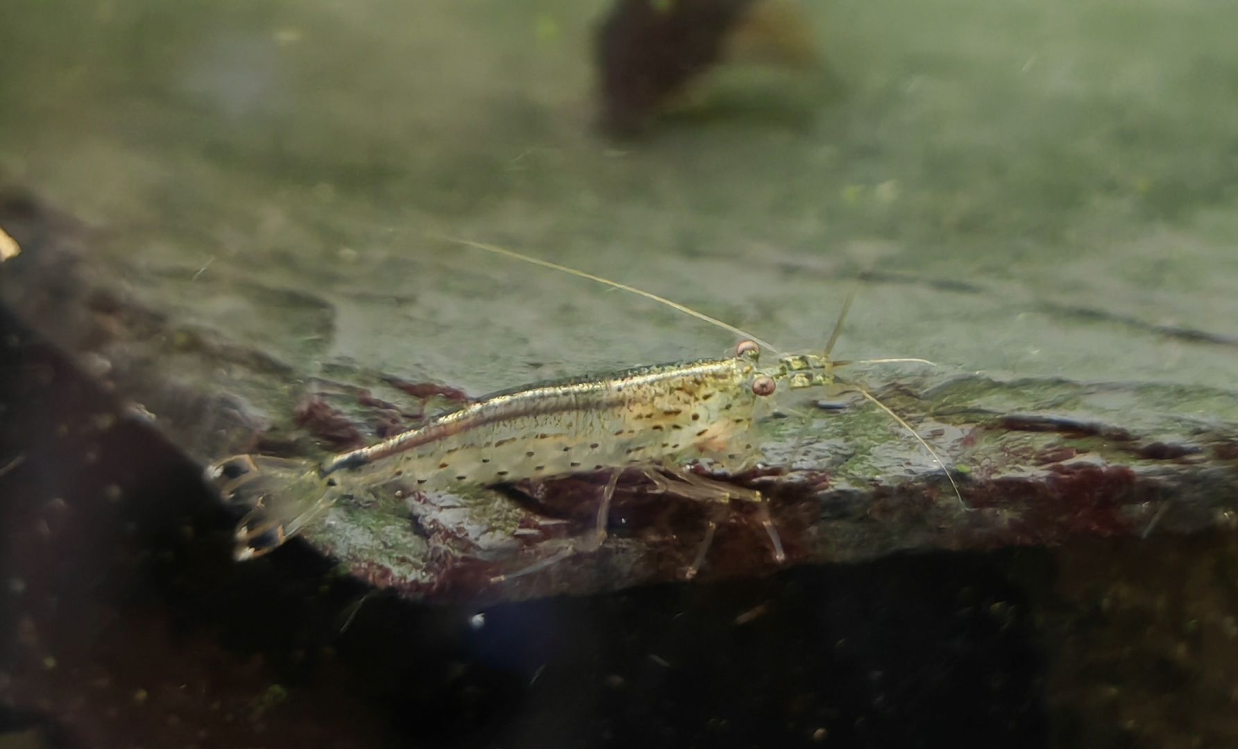 Amano Garnelen (Caridina multidentata) Amanogarnele