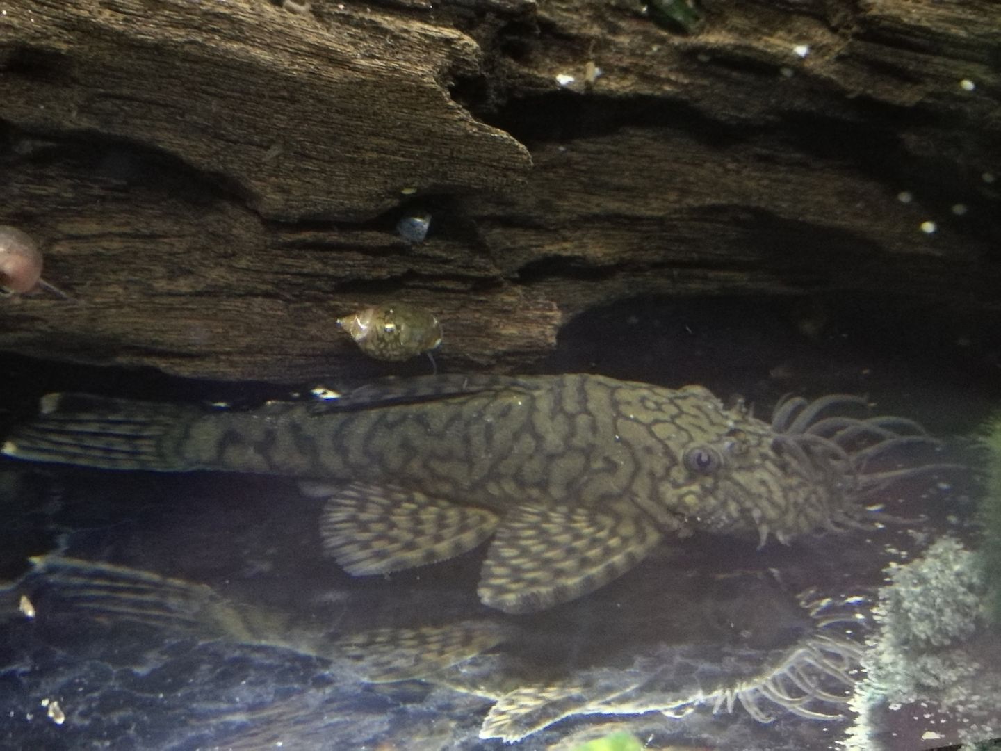 Wurmlinien Wels Ancistrus sp. Rio Tocantins