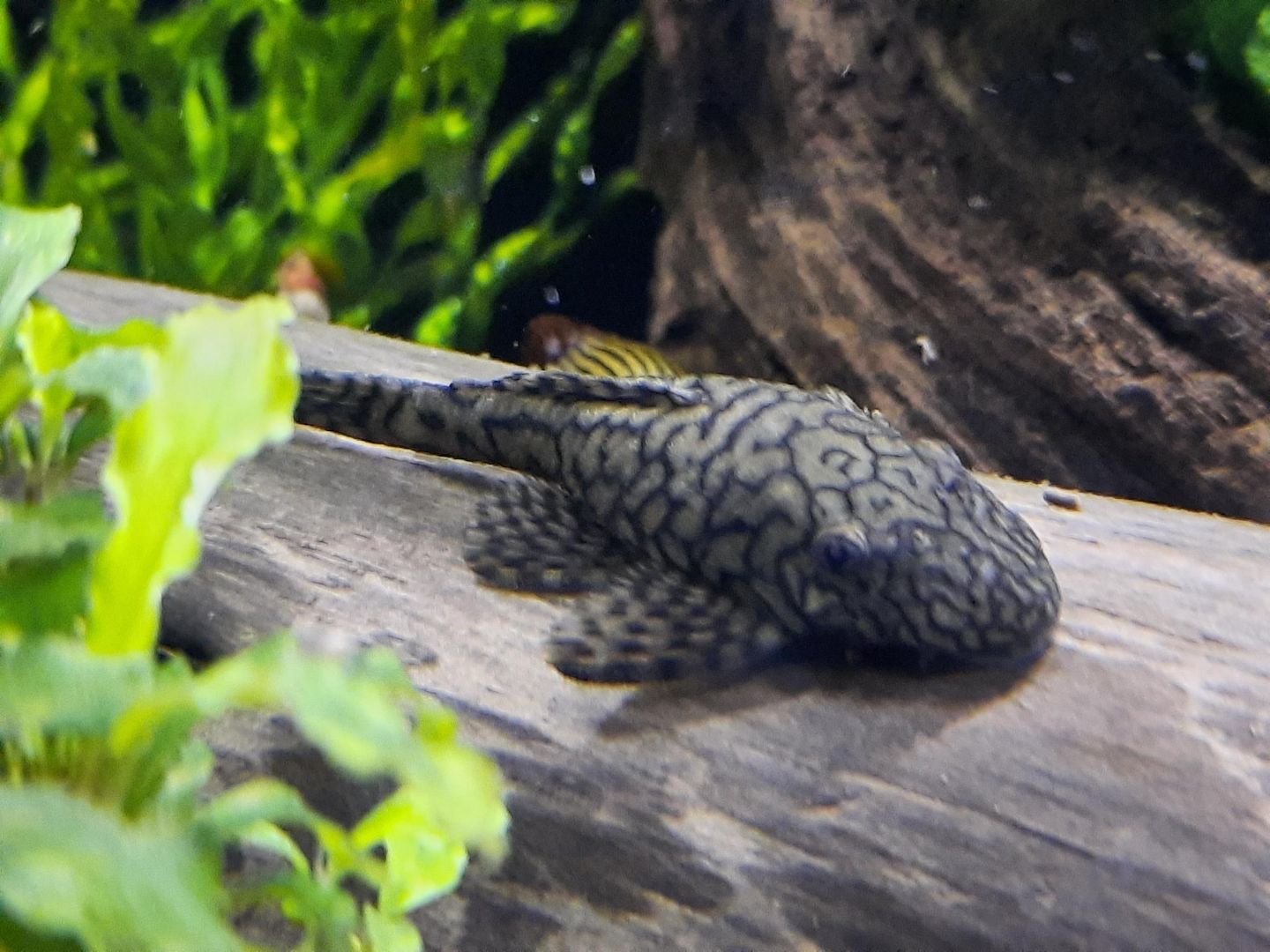 Wurmlinien Wels Ancistrus sp. Rio Tocantins
