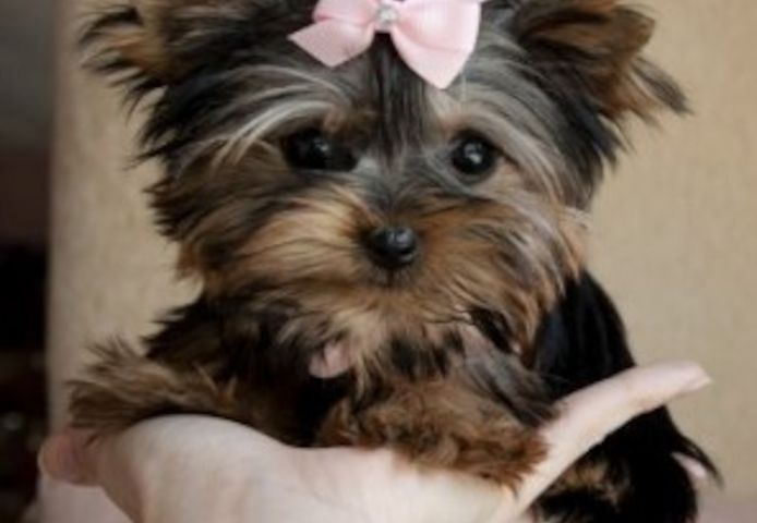 Entzückende Yorkshire-Terrier-Welpen