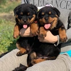 Rottweiler-Welpen abzugeben