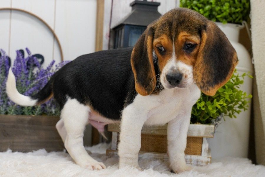Beagle-Welpen abzugeben