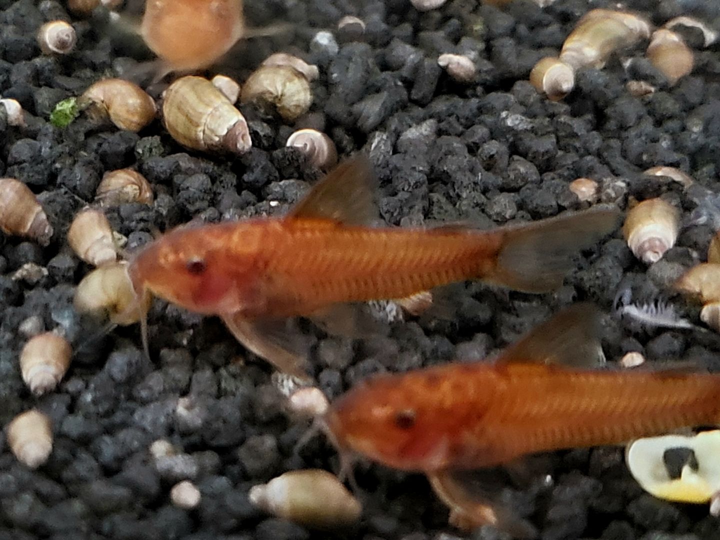 Aspidoras sp. C 125 Roter Schmerlenpanzerwels C125 red