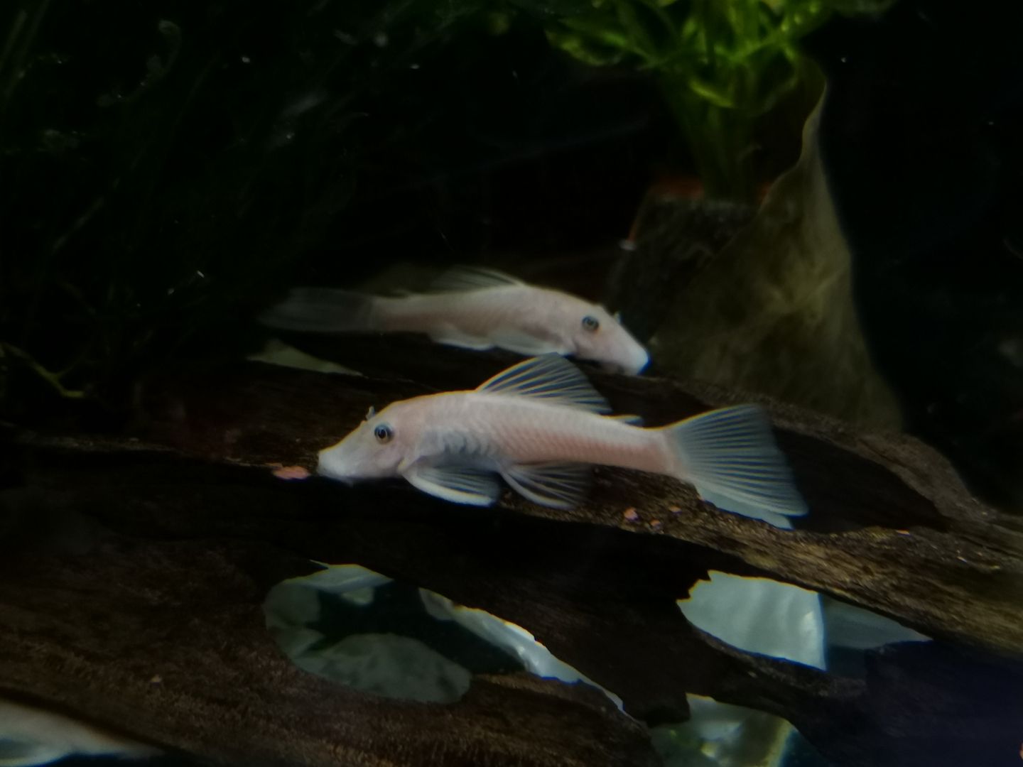 Nachwuchs Welse Ancistrus L144 snow white 2,5 - 3 cm